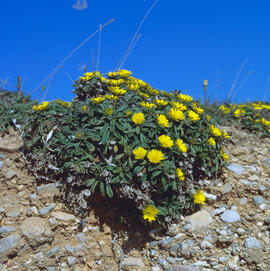 Gravit marí ("Pallenis maritima")