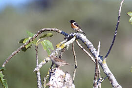 Vitrac ("Saxicola rubicola")