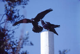 Corbs ("Corvus corax")