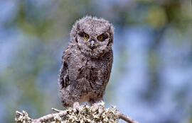 Mussol petit ("Otus scops")