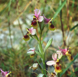 Abellera vermella ("Ophrys tenthredinifera")