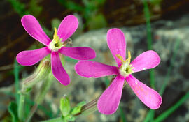 "Silene gallica"