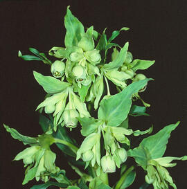 Marxívol ("Helleborus foetidus")