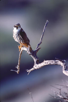 Falcó  ("Falco peregrinus")