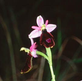Orquídia ("Ophrys balearica")