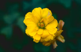 Vinagrella ("Oxalis pes-caprae")