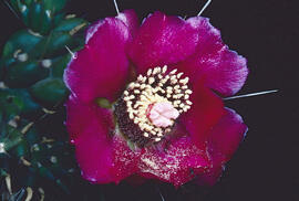 Figuera de moro ("Opuntia ficus-indica")