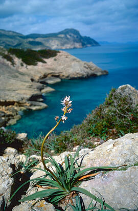 Albó de muntanya ("Asphodelus albus")
