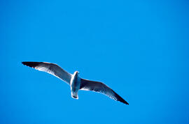 Gavina ("Larus michahellis")