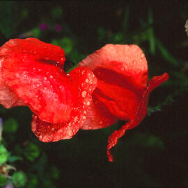 Pètals de rosella ("Papaver rhoeas")