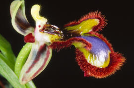 Abellera de mirall ("Ophrys speculum")