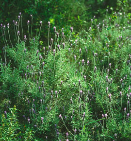 Lavanda ("Lavandula dentata")