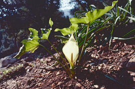 Sarriassa ("Arum italicum")