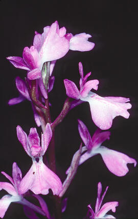 Orquídia ("Orchis palustris")