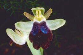 Mosca vermella ("Ophrys tenthredinifera")