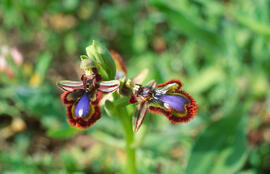 Abellera de mirall ("Ophrys speculum")