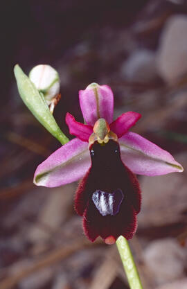 Orquídia ("Ophrys balearica")