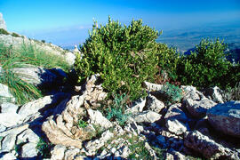 Serra de Tramuntana, vegetació de muntanya