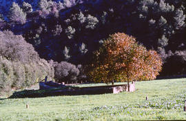 Paisatge entre arbres, reguius i una sínia