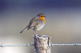 Rupit ("Erithacus rubecula")