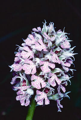 Orquídia ("Neotinea tridentata")