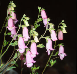 Dedalera ("Digitalis purpurea")
