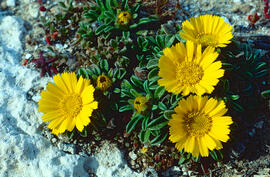 Gravit marí ("Pallenis maritima")