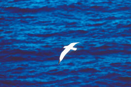 Gavina roja ("Larus audouinii")