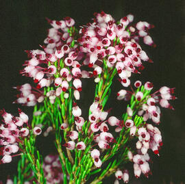 Bruc vagant ("Erica vagans")