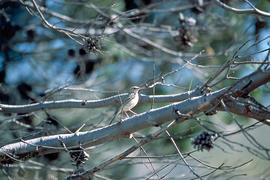 Titina d'estiu ("Anthus campestris")