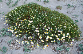Margalida ("Bellis perennis")