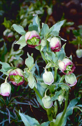Marxívol ("Helleborus foetidus")