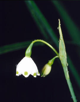 Assa ("Leucojum aestivum")