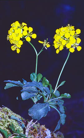 Mostassa borda ("Sinapis arvensis")