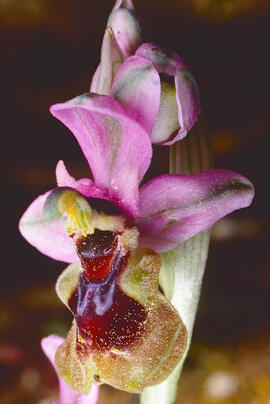 Mosca vermella ("Ophrys tenthredinifera")