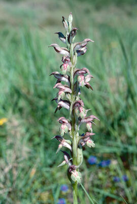 Abellera olorosa ("Anacamptis coriophora")