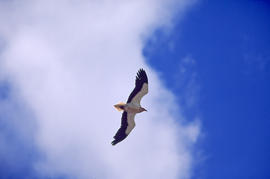 Miloca ("Neophron percnopterus")