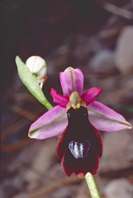 Orquídia ("Ophrys balearica")