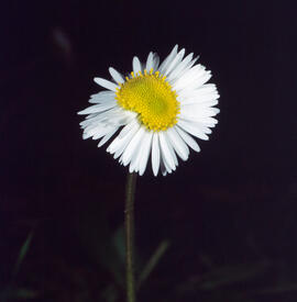 Margalida ("Bellis sylvestris")