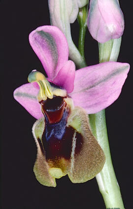 Mosca vermella ("Ophrys tenthredinifera")