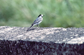 Xàtxero blanc ("Motacilla alba")