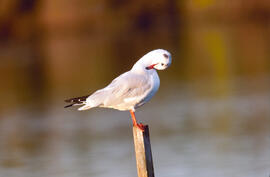 Gavina d'hivern ("Chroicocephalus ridibundus")