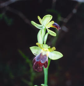 Abellera fosca ("Ophrys fusca")