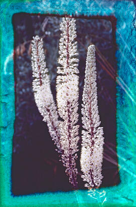 Ceba marina ("Drimia maritima")