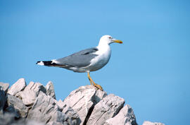 Gavina ("Larus michahellis")