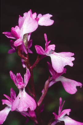 Botons de gos ("Anacamptis palustris")