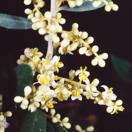 Herba freixurera ("Sarcocapnos enneaphylla")