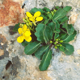 Col borda ("Brassica balearica")