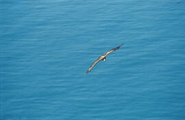 Voltor negre ("Aegypius monachus") volant