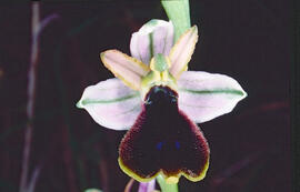 Orquídia ("Ophrys balearica")